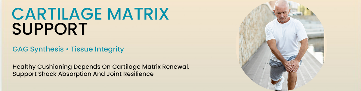 Supporting Cartilage Regeneration Pathways