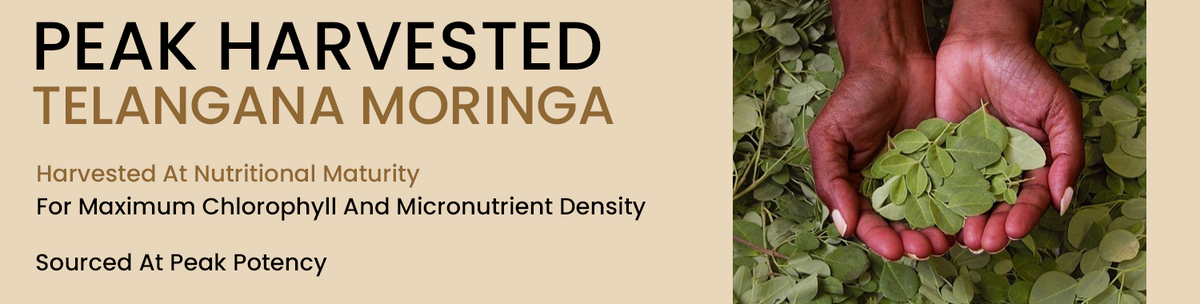 Peak-Harvest Moringa Ensures Maximum Nutritional Density