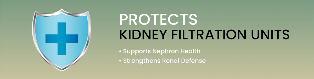 Protects And Strengthens Kidney Filtration Units