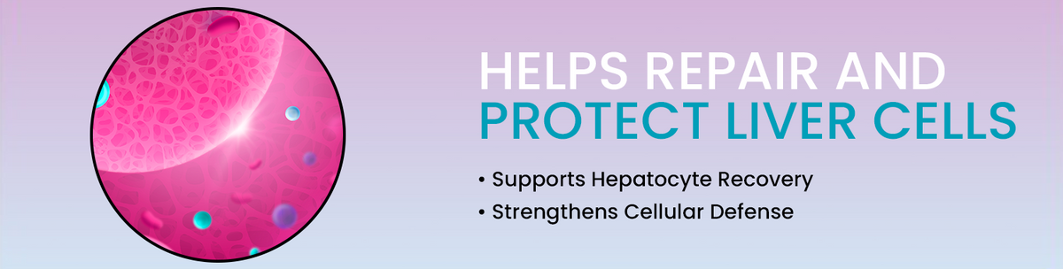 Supports Repair And Regeneration Of Liver Cells
