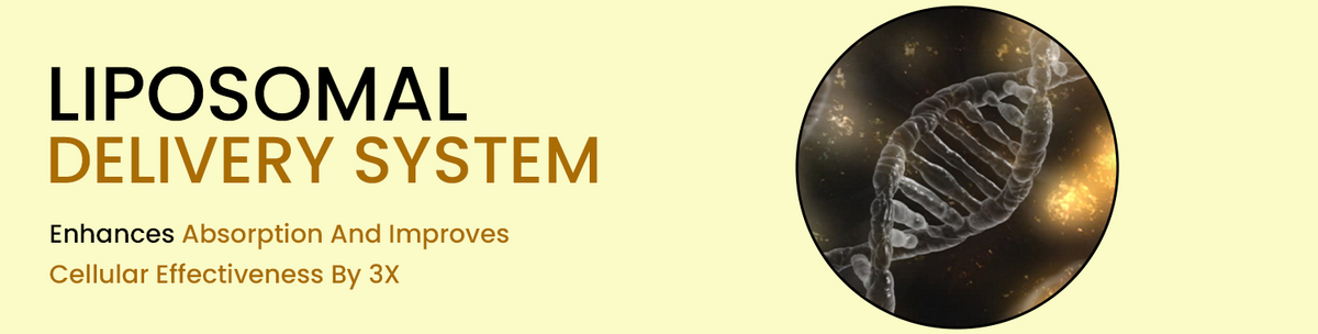 Enhanced Liposomal Absorption System