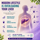 LivTox – Gentle Support for a Strong, Healthy Liver