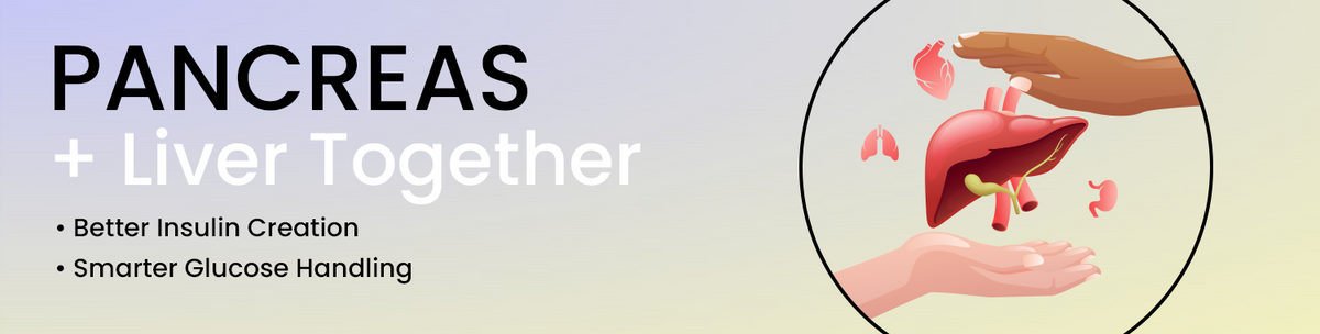 Supports The Pancreas–Liver Axis That Controls Sugar