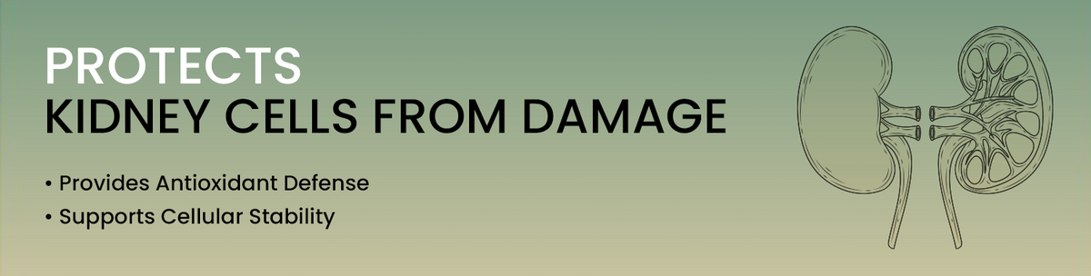 Protects Kidney Cells From Oxidative And Metabolic Stress