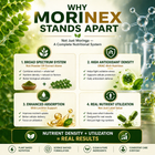 MoriNex – Holistic Wellness & Natural Energy Support
