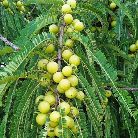 AMLA