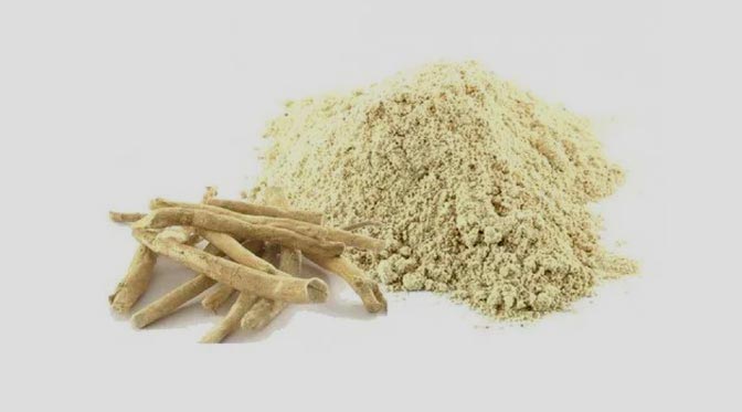 Ashwagandha Extract – 10% Withanolides