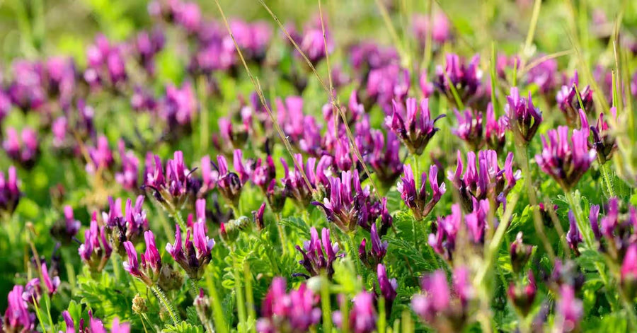 Astragalus 