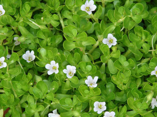 Brahmi Extract – Standardized to 40% Bacosides