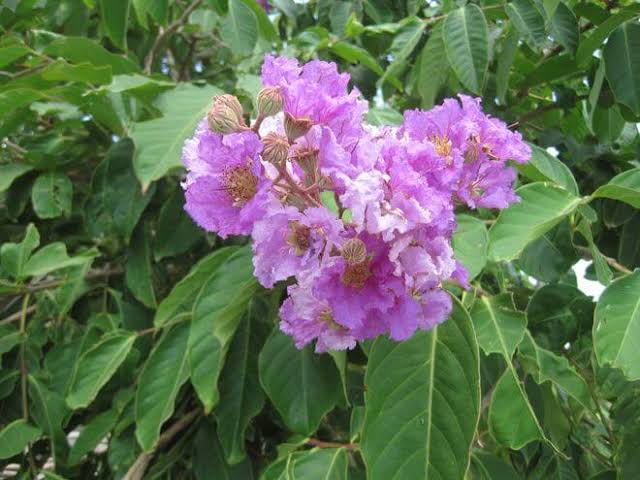 Banaba
