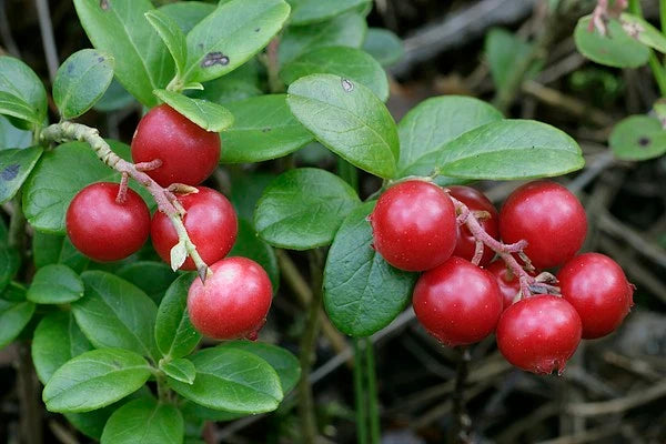 Bearberry Extract 