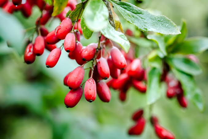 Berberine – Advanced Form