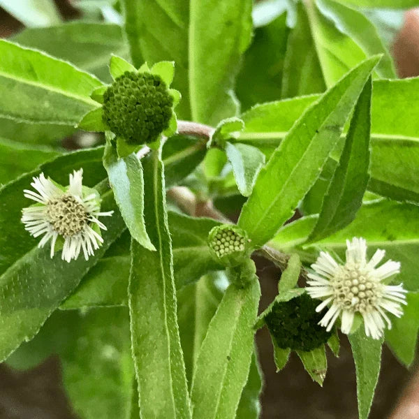 Bhringraj Extract