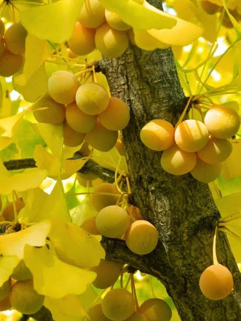 Ginkgo Biloba – Standardized to 24% Flavone Glycosides & 6% Terpene Lactones