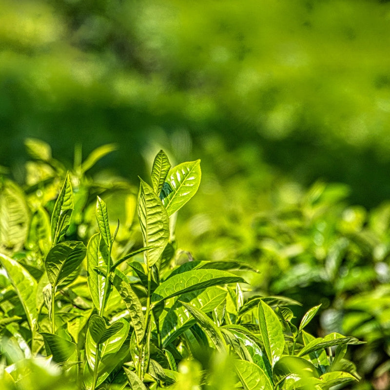 Green Tea Extract