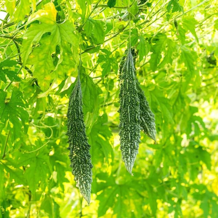 Karela (Bitter Melon)