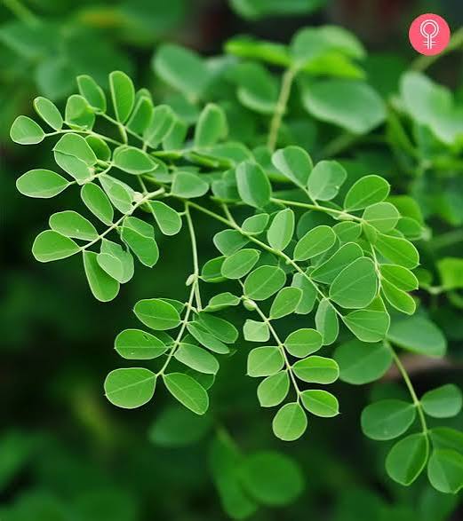 Whole Moringa Leaf Powder 