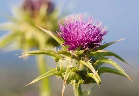 Milk Thistle Extract