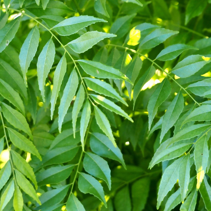 Neem Extract – Standardized to 10% Bitterness