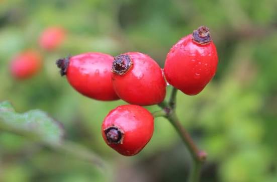 Rosehip Extract
