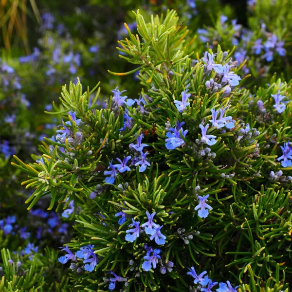 Rosemary