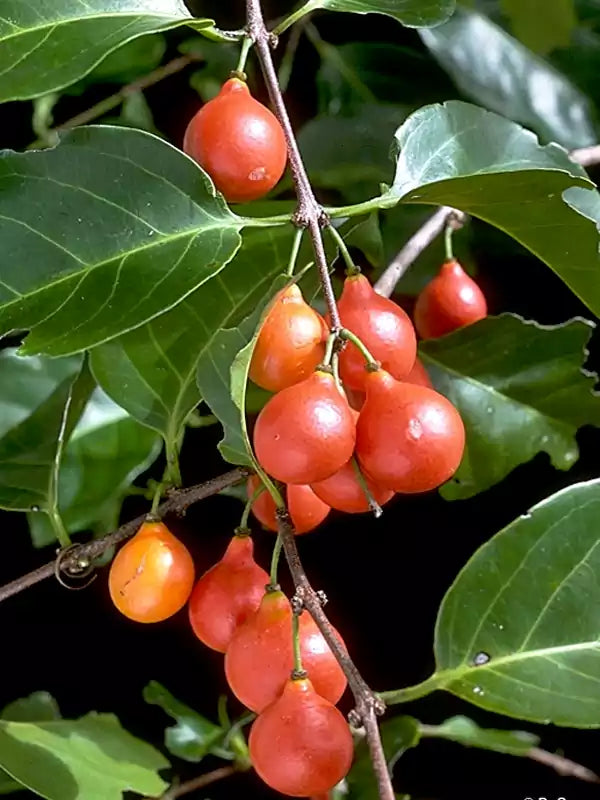 Salacia