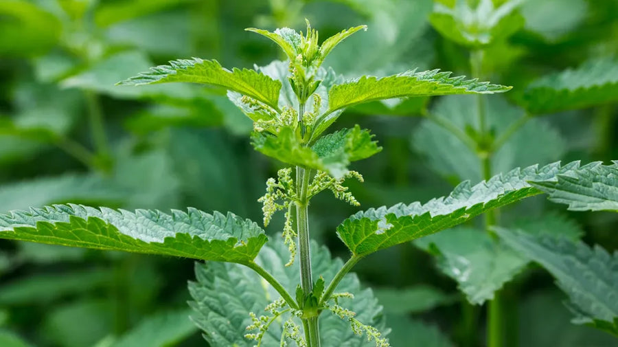 Stinging Nettle Extract