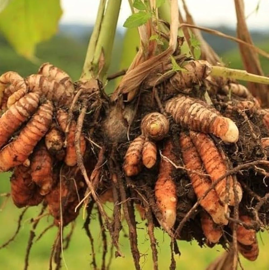 Lakadong Whole Turmeric Root